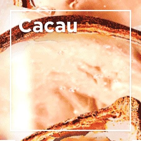 Cacau