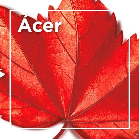 Acer