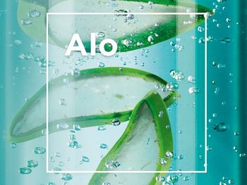 aloe