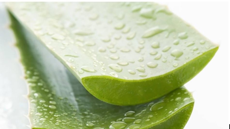 678-aloe-vera